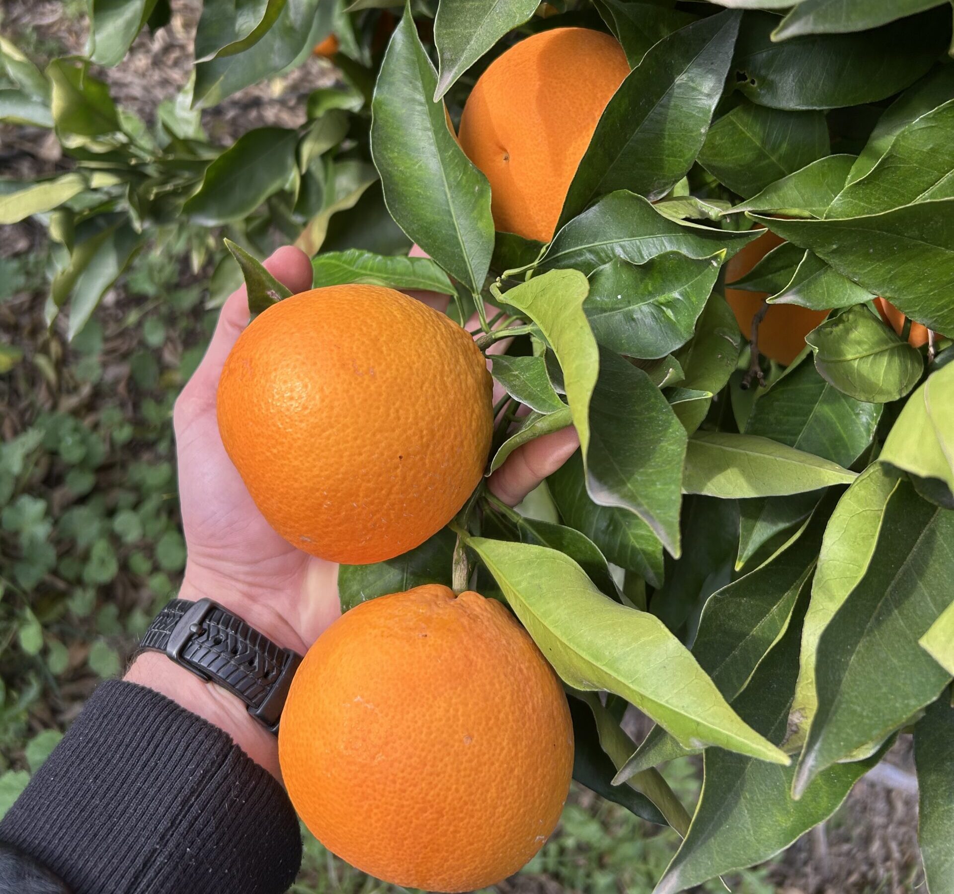Oranges Tarocco de Sicile – QUALITÉ PREMIUM – 6,5 Kg – Image 2