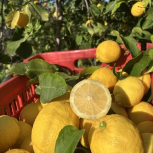 Citrons de Sicile