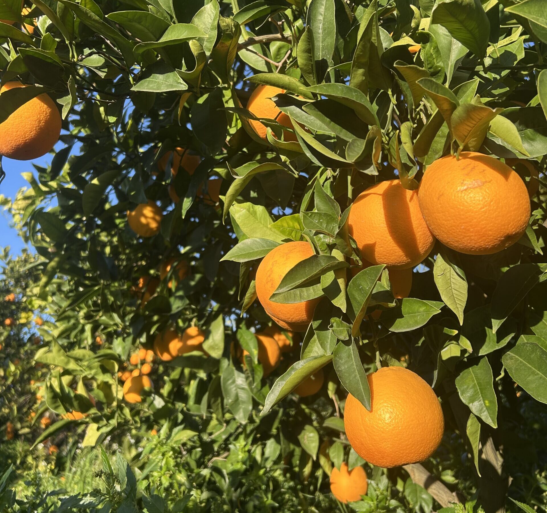 Oranges Tarocco de Sicile – QUALITÉ PREMIUM – 6,5 Kg – Image 3