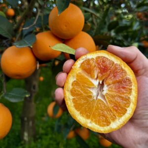 Oranges Tarocco de Sicile