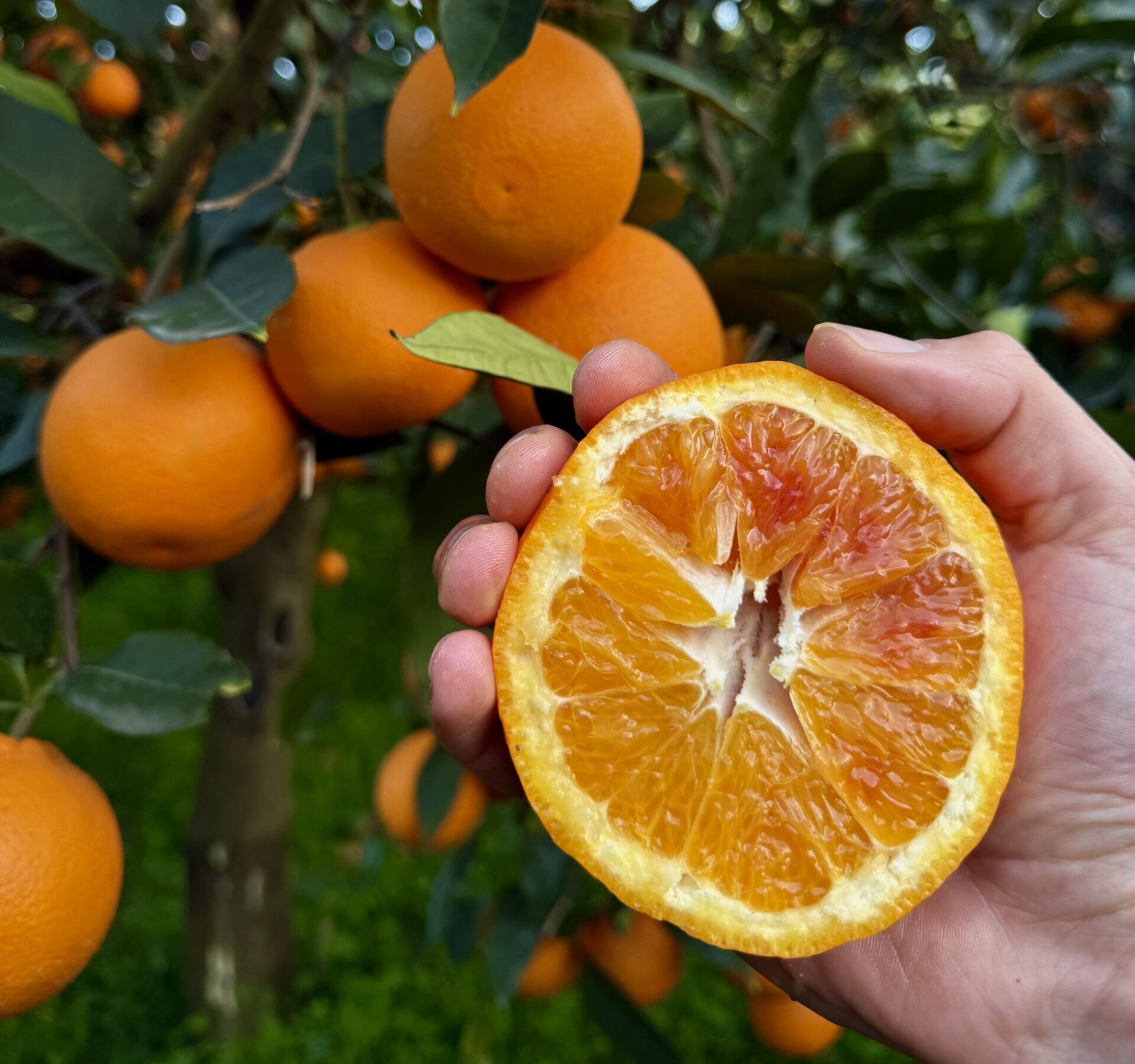 Oranges Tarocco de Sicile